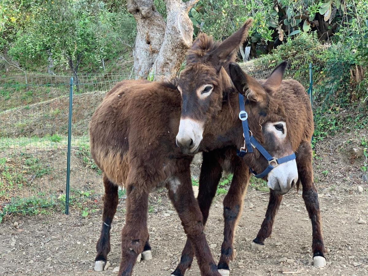 Just Be Bed and Breakfast Piraino Εξωτερικό φωτογραφία